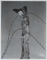 Fence Post and Barbed Wire, Vintage silver print, 1930.