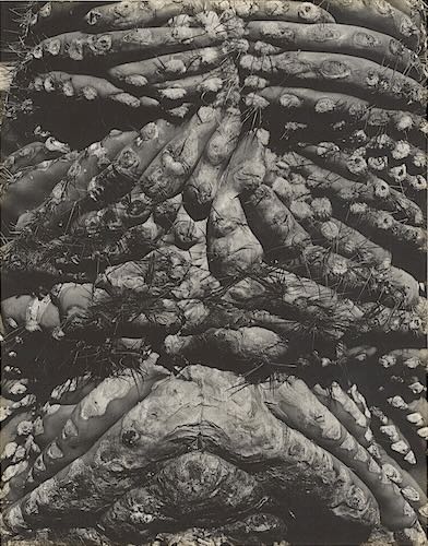 Cacti Oliver’s, Vintage silver print, 1932