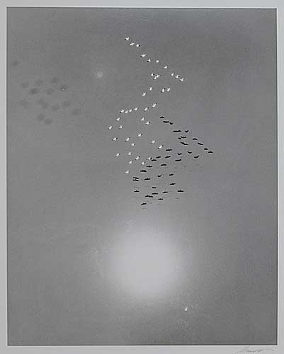 Snow Geese with Reflection of the Sun over Buena Vista Lake, California, Silver print, 1953; printed later.