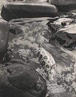 Leopard Shark in Tide Pool, Vintage silver print, 1948.