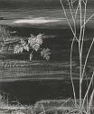 Untitled [Burned Log, Twig and Fern], Vintage silver print, 1947.