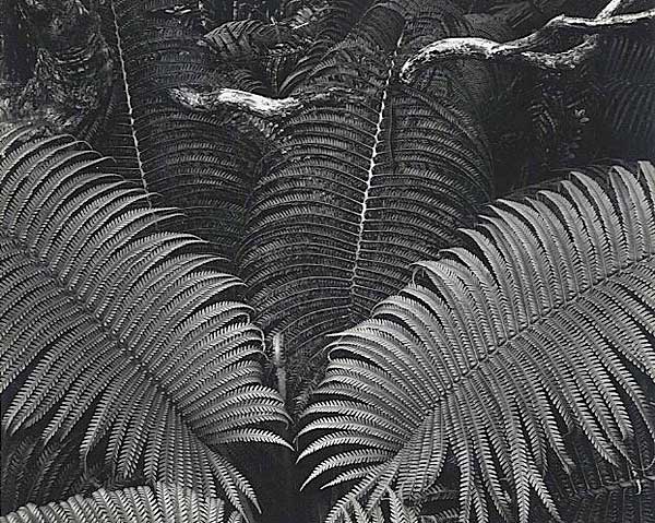 Ferns, Rain Forest, Hawaii, Vintage silver print, printed 1950, 1947