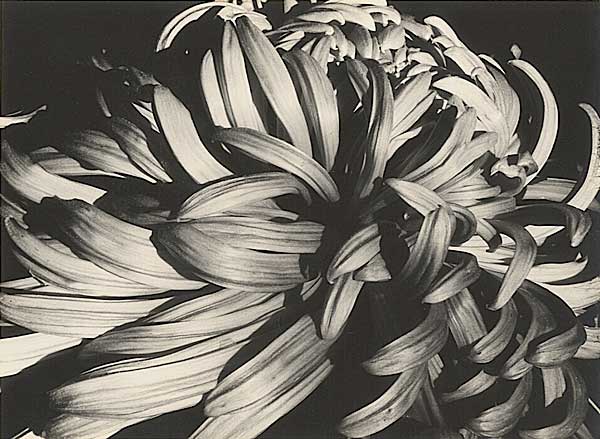Chrysanthemum, Vintage silver print, 1931.