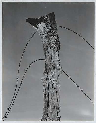 Fence Post and Barbed Wire, Vintage silver print, 1930