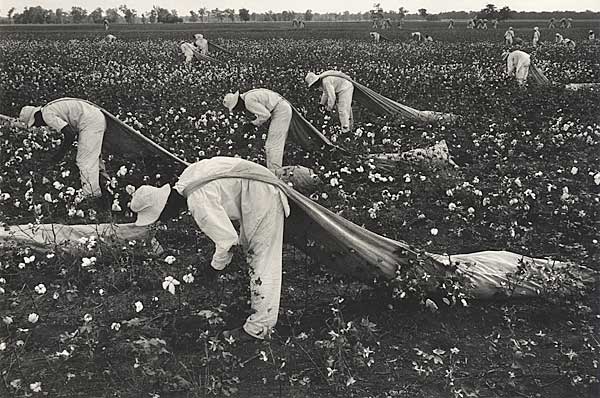 Cotton Pickers, Texas Prison, Vintage silver print, ca. 1970